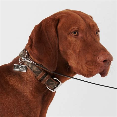 prada for dogs|high end rounded dog collar.